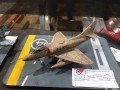 Aviacao-88